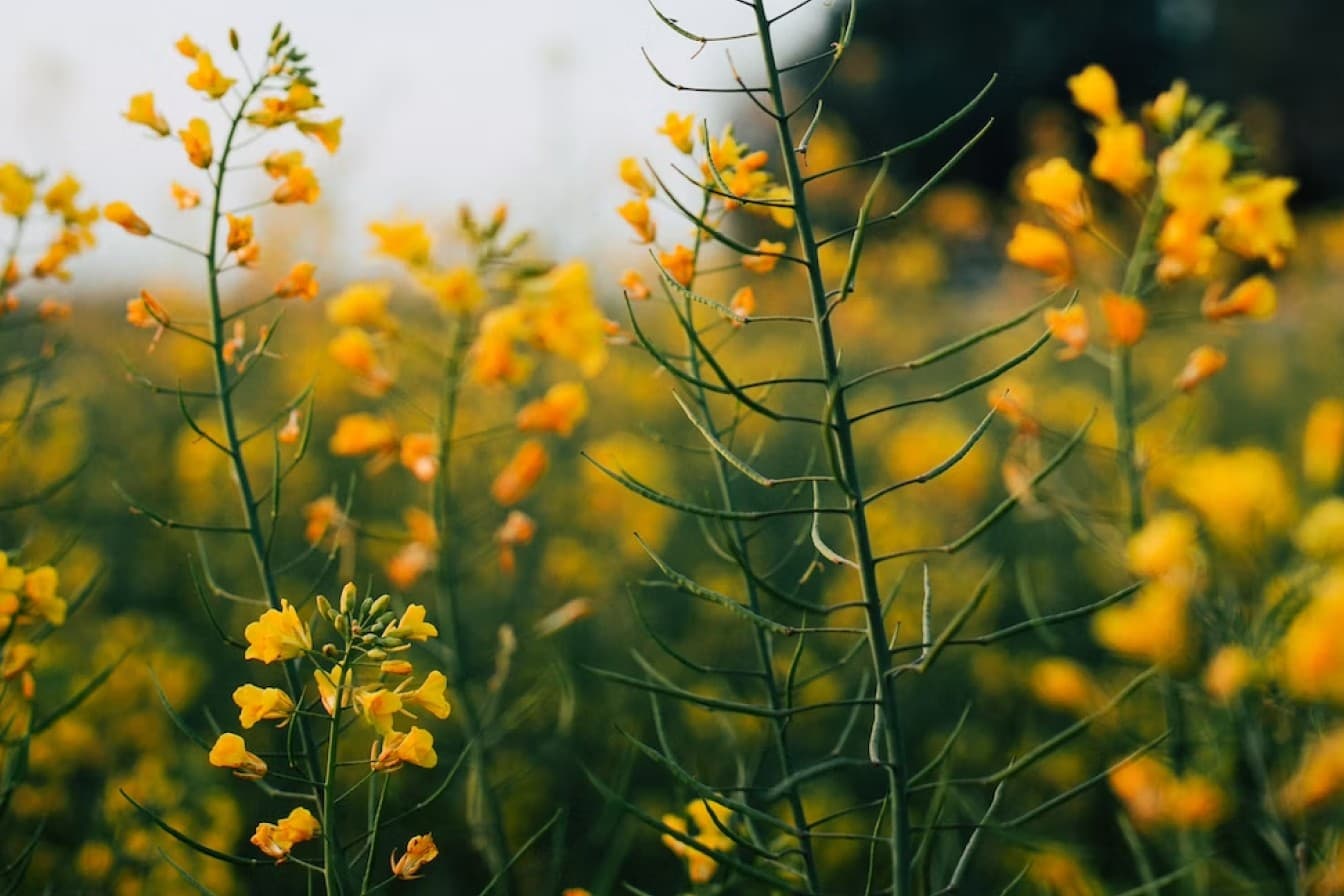 Yellow wildflowers in a field