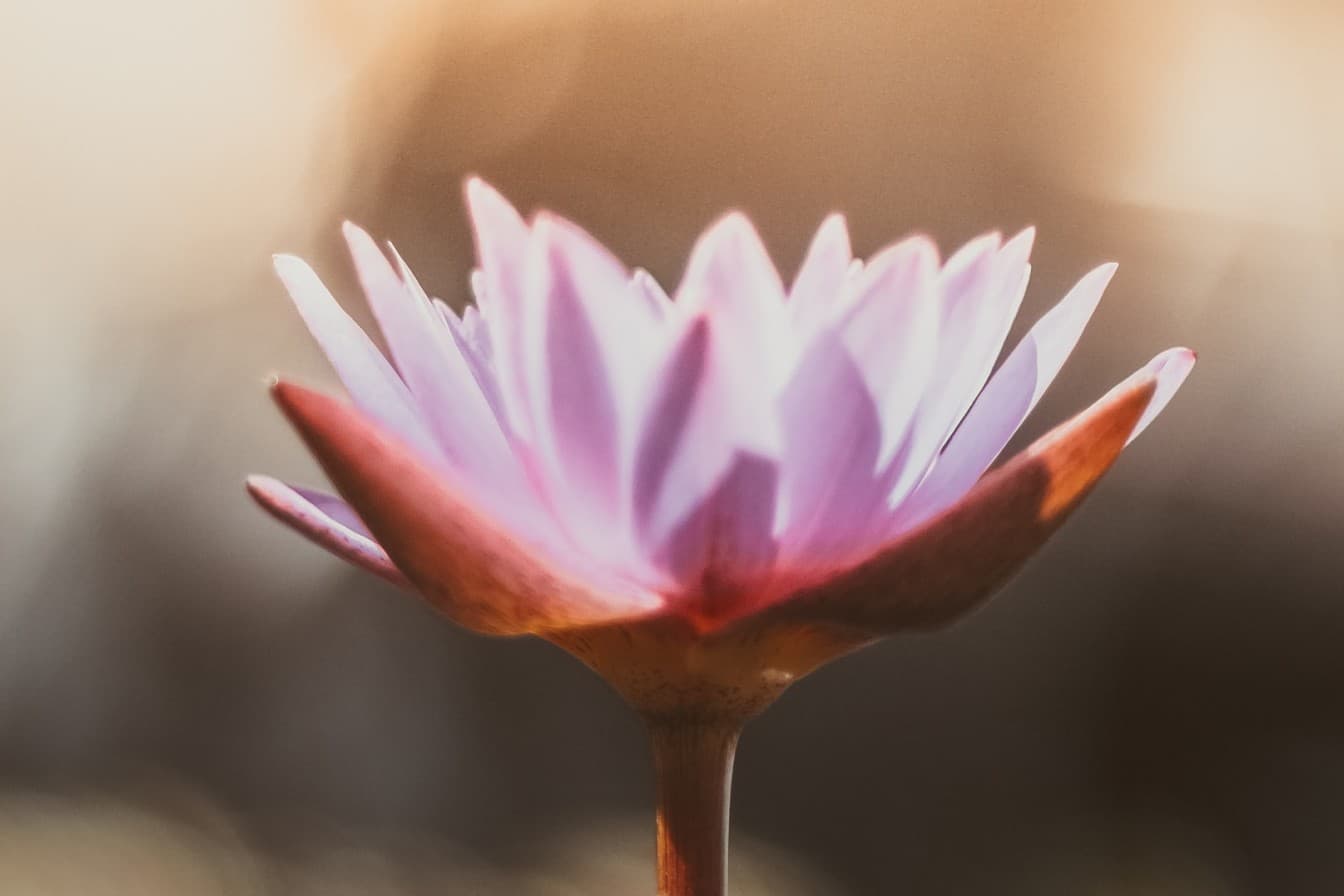 A pink water lily in soft light